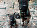 55 günlük safkan siyah maskeli dark malinois Belçika kurduu 
