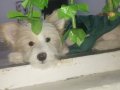 sakin 4 aylık dişi köpek 