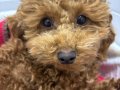 Güzel yüzlü Poodle 