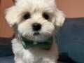 mini mini Terrier Maltese