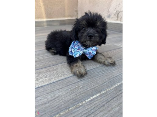 Maltese terrier kopegimiz 2 aylık çok tatlı 