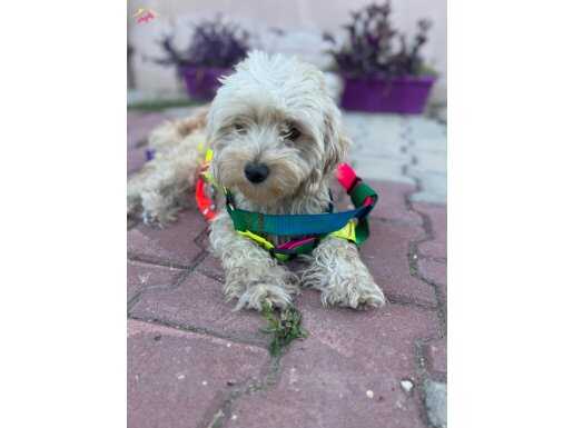 Maltise terrier kopegimiz 