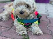 Maltise terrier kopegimiz 