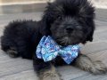 Maltese terrier kopegimiz 2 aylık çok tatlı 