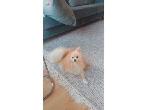 Pomerian 