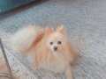 Pomerian 