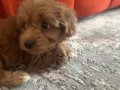Sevimli mi sevimli taklacı maltipoo