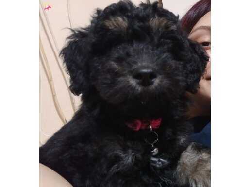 3 Aylık Dişi Siyah Toy Poodle Kıvırcık Tüylü ve Oyuncu