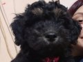 3 Aylık Dişi Siyah Toy Poodle Kıvırcık Tüylü ve Oyuncu