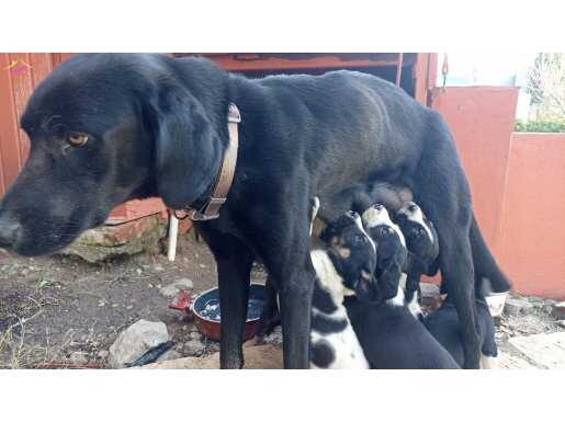 35 Günlük Lab-Retriever Melezi Hareketli Yavrular