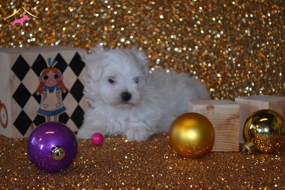 Beyaz renkli cesur ve korkusuz Maltese köpekleri KÖPEK DÜNYASI 90456