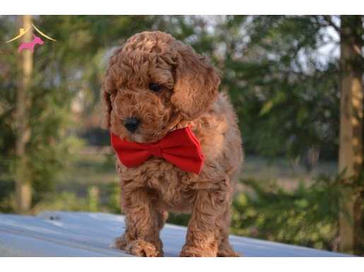 GÜZEL SURATLI TOY POODLE YAVRULARIMIZ