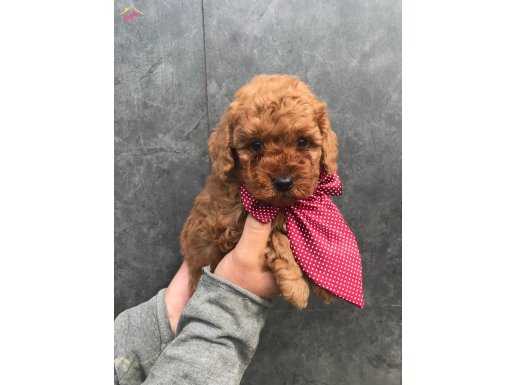 SEVİMLİ POODLE YAVRULARIMIZ