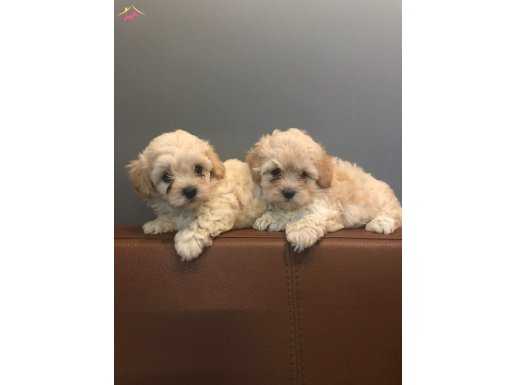 MALTİPOO YAVRULARIMIZ