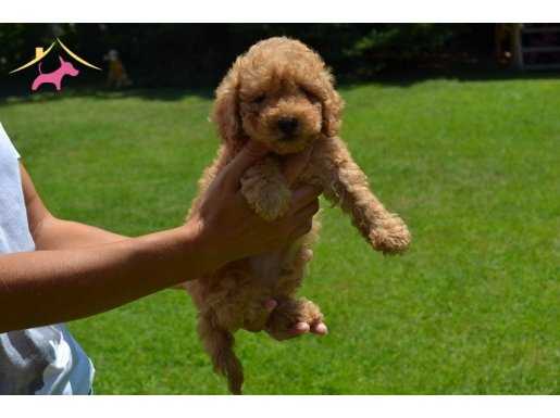 SEVİMLİ TOY POODLE YAVRULARIMIZ