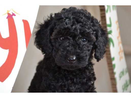 MÜKEMMEL SİYAH POODLE YAVRULARIMIZ
