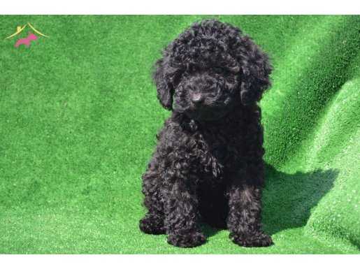 SİYAH İNCİ TOY POODLE YAVRULARIMIZ