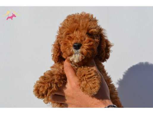 KIZIL TOY POODLE YAVRUMUZ