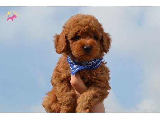 ORJİNAL TOY POODLE YAVRUMUZ