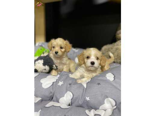 GÜZEL YÜZLÜ MALTİPOO YAVRULARIMIZ