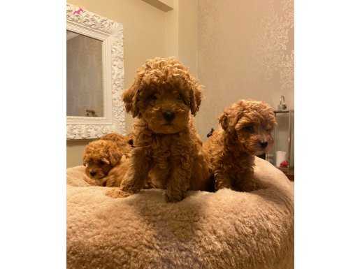 HARİKA RED TOY POODLE YAVRULARIMIZ