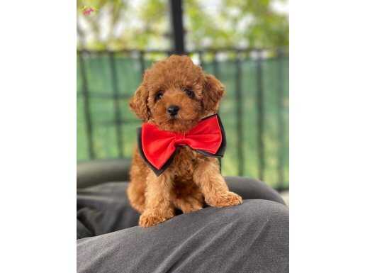 RED TOY POODLE YAVRULARIMIZ