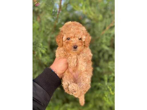 SEVİMLİ TOY POODLE YAVRUMUZ