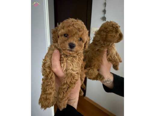 TOY POODLE BEBEKLER HAZIR
