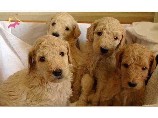 STANDART POODLE YAVRULARIMIZ