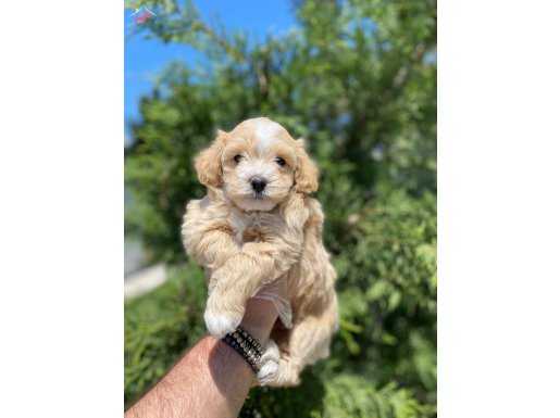 HARİKA MALTİPOO YAVRUMUZ