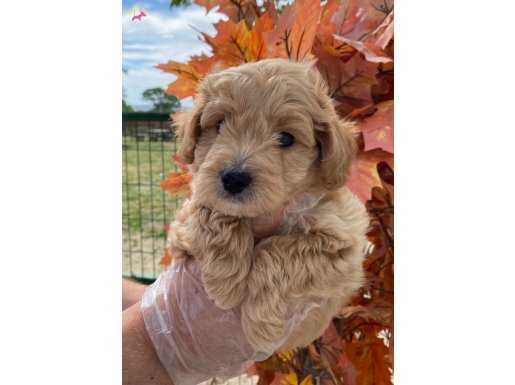 SEVİMLİ MALTİPOO YAVRUMUZ