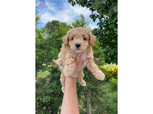 DİZANY IRK MALTİPOO YAVRULARIMIZ