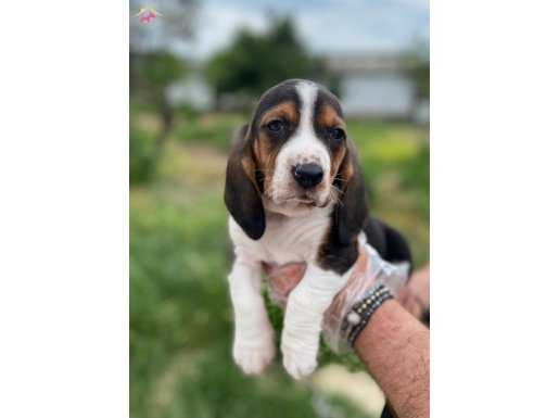ORJİNAL BASSET HOUND YAVRUMUZ