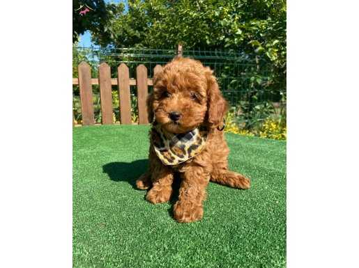 RED BROWN DİŞİ TOY POODLE YAVRUMUZ