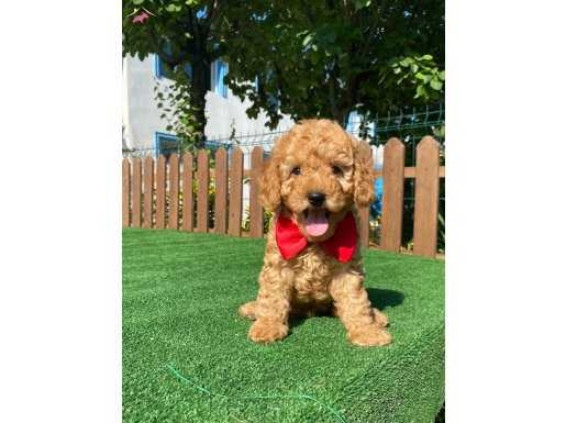 SEVİMLİ TOY POODLE YAVRULARIMIZ