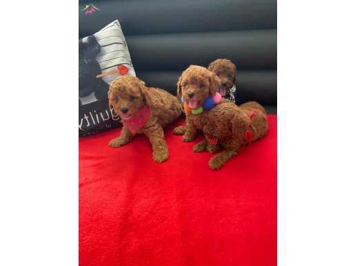 MÜKEMMEL TOY POODLE YAVRULARIMIZ