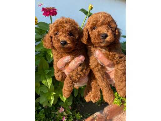 SHOW KALİTE RED BROWN TOY POODLE YAVRULARIMIZ