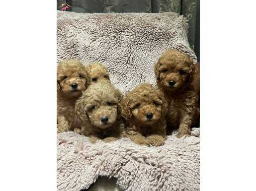 HARİKA POODLE YAVRULARIMIZ