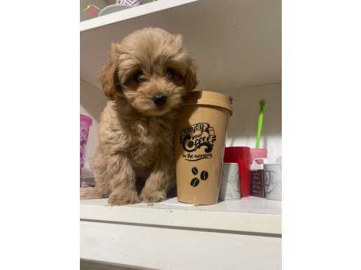 ORJİNAL MALTİPOO YAVRUMUZ
