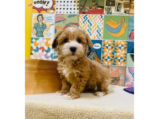 HARİKA f2MALTİPOO YAVRULARIMIZ