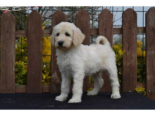 HARİKA STANDART POODLE YAVRULARIMIZ