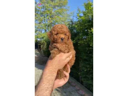 DİŞİ ERKEK ORJİNAL TOY POODLE YAVRULARIMIZ