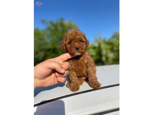 ORJİNAL TOY POODLE YAVRULARIMIZ