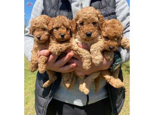 HARİKA TOY POODLE YAVRULARIMIZ