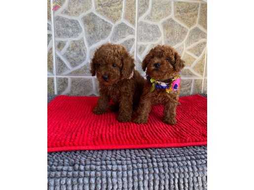 RED BROWN DİŞİ TOY POODLE YAVRULARIMIZ
