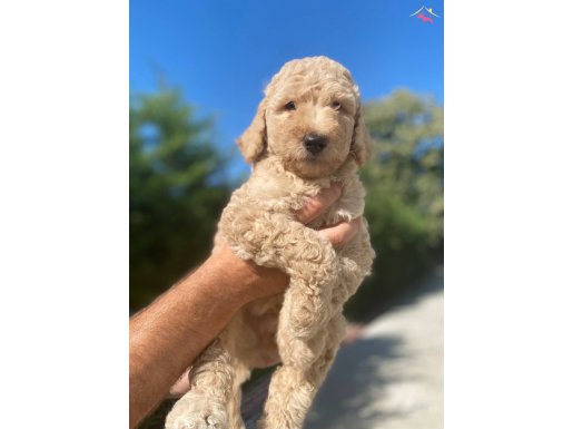 STANDART POODLE YAVRULARIMIZ