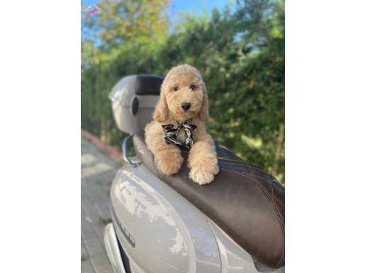 HARİKA LABRADOODLE YAVRUMUZ