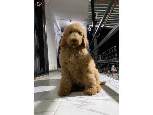 HARİKA LABRADOODLE YAVRUMUZ