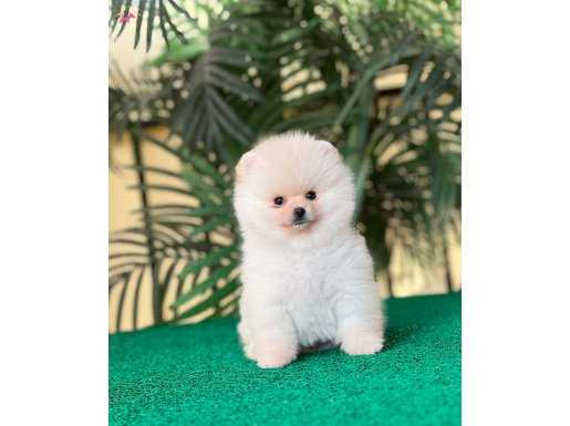 POMERANİAN BEBEKLER