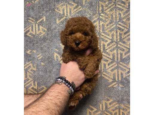 RED BROWN POODLE YAVRUMUZ